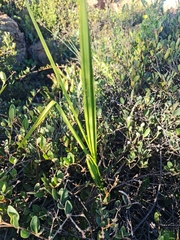 Xerophyta retinervis