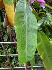 Musa ornata