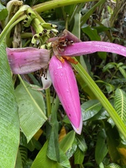 Musa ornata