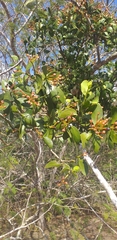 Metopium brownei