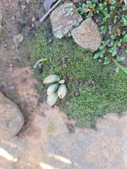 Adromischus umbraticola
