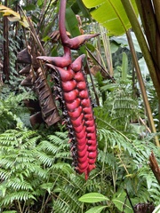 Heliconia mariae
