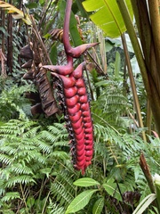 Heliconia mariae