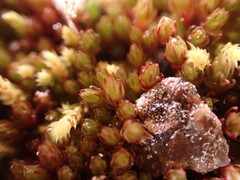 Imbribryum
