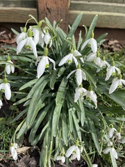 Galanthus nivalis