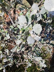 Brachylaena rotundata