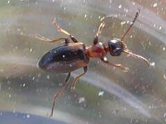 Omonadus floralis