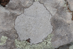 Pertusaria plittiana