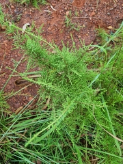 Calytrix exstipulata