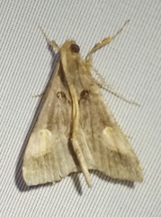 Scopifera lycagusalis