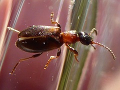 Omonadus floralis