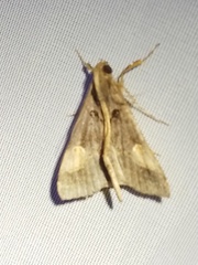 Scopifera lycagusalis