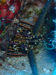 Panulirus longipes bispinosus
