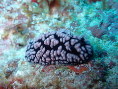 Phyllidiella