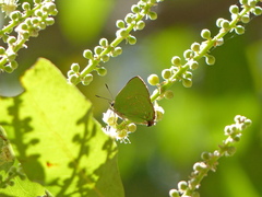 Cyanophrys herodotus