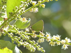 Cyanophrys herodotus