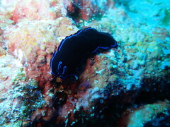 Pseudoceros caeruleocinctus