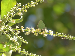 Cyanophrys herodotus
