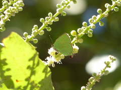 Cyanophrys herodotus