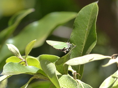 Cyanophrys herodotus
