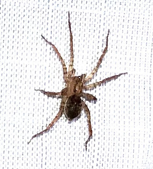 Anyphaena celer