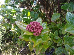 Viburnum treleasei