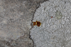 Pertusaria plittiana