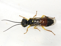 Pamphilius