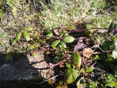 Rubus hochstetterorum