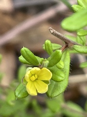 Hibbertia aspera