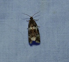 Orthotaenia