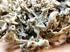 Ramalina breviuscula