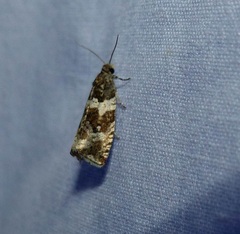 Orthotaenia