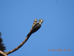 Dendrocopos analis