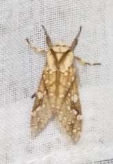 Lophocampa propinqua