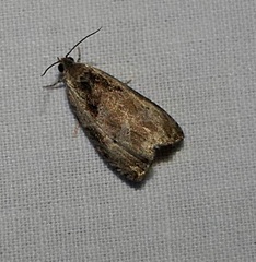 Olethreutes punctanum