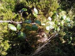 Rubus hochstetterorum