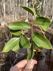 Smilax laurifolia