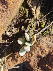 Adromischus umbraticola