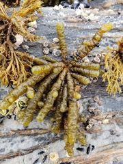 Splachnidium rugosum