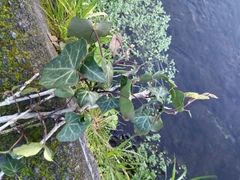 Hedera azorica