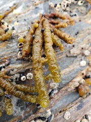 Splachnidium rugosum