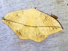 Lonomia electra