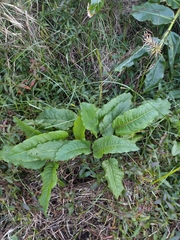 Rumex obtusifolius obtusifolius