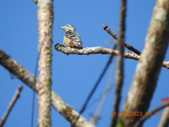 Dendrocopos analis