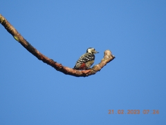 Dendrocopos analis
