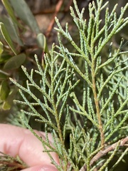 Cupressaceae