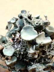 Ramalina breviuscula