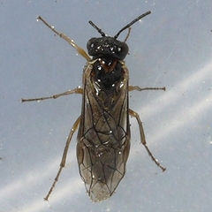 Periclista