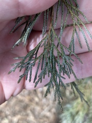 Cupressaceae